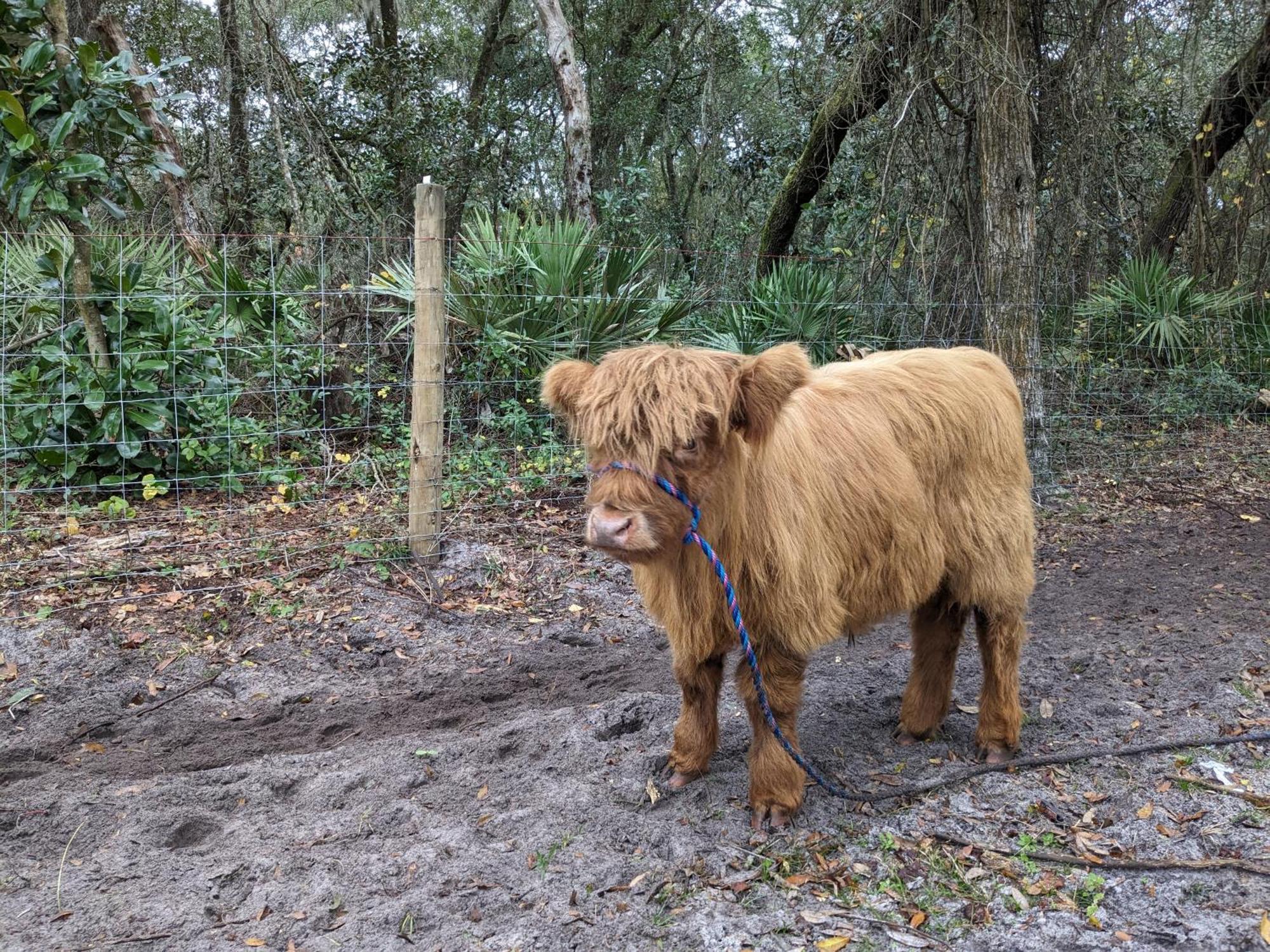 Rooterville Animal Sanctuary Melrose Bagian luar foto