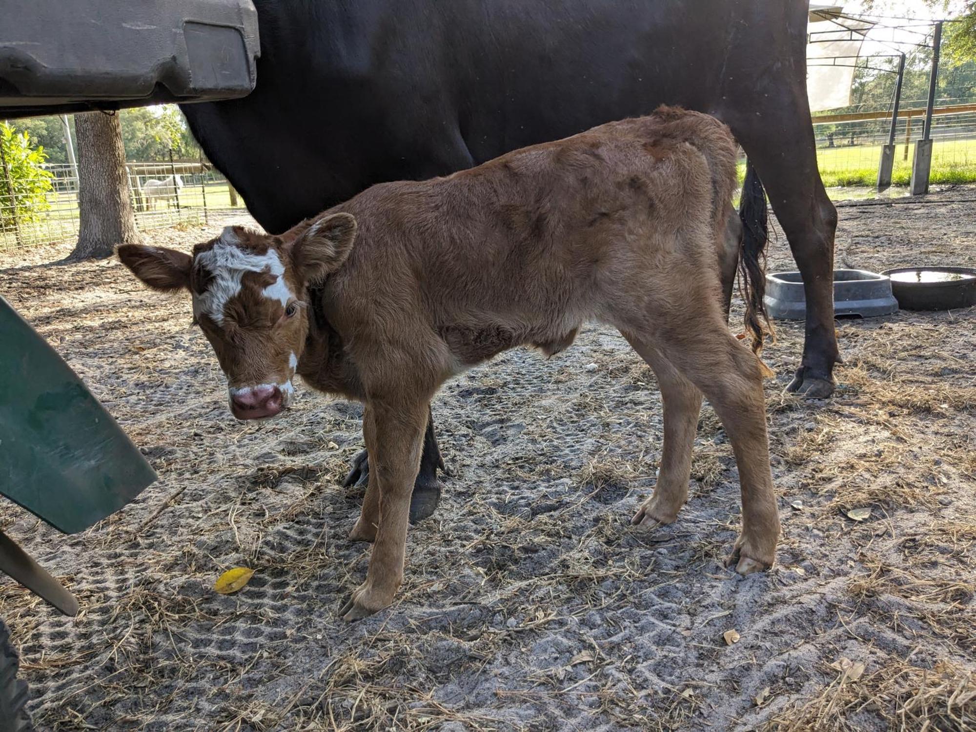 Rooterville Animal Sanctuary Melrose Bagian luar foto