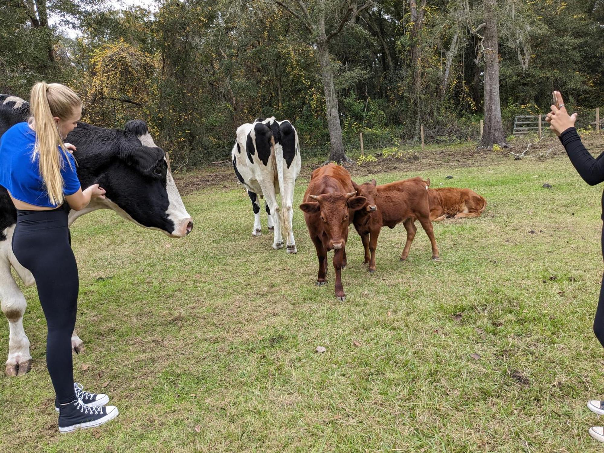 Rooterville Animal Sanctuary Melrose Bagian luar foto