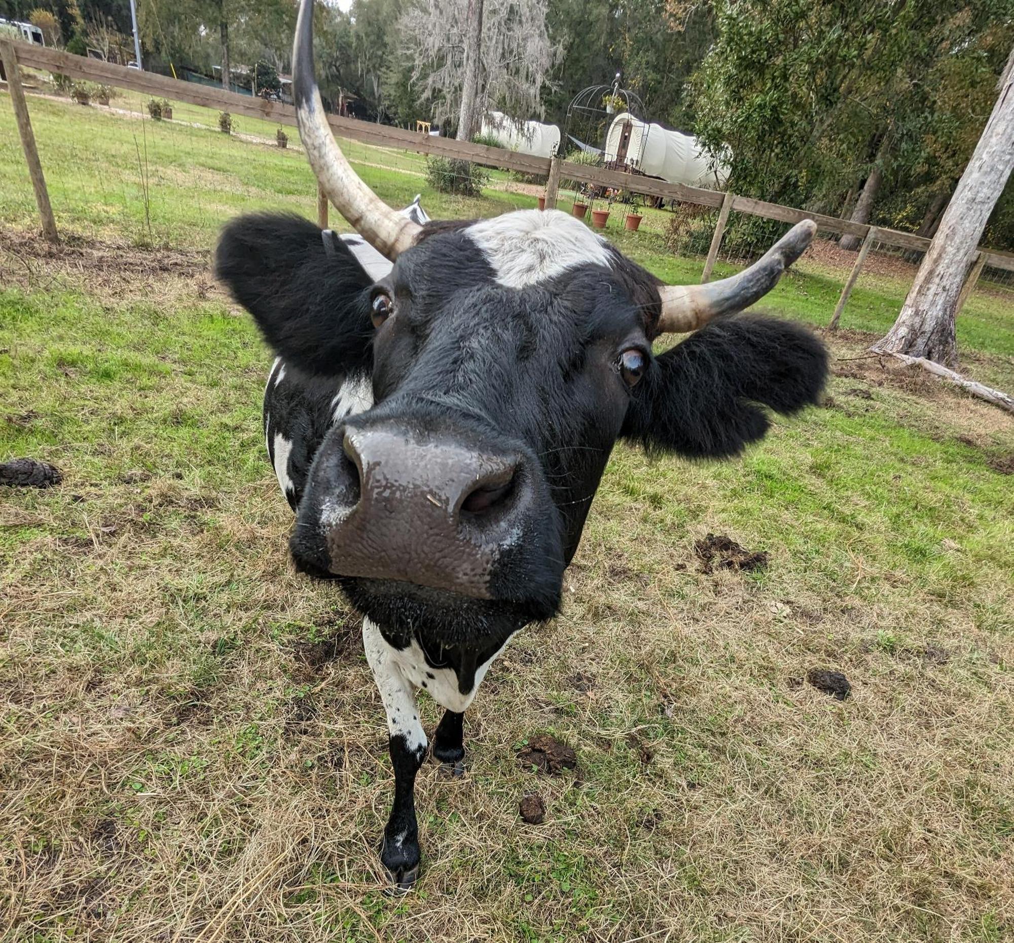 Rooterville Animal Sanctuary Melrose Bagian luar foto